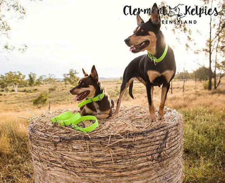 Dog Collar PVC 32mm x 55cm - Fluro Green