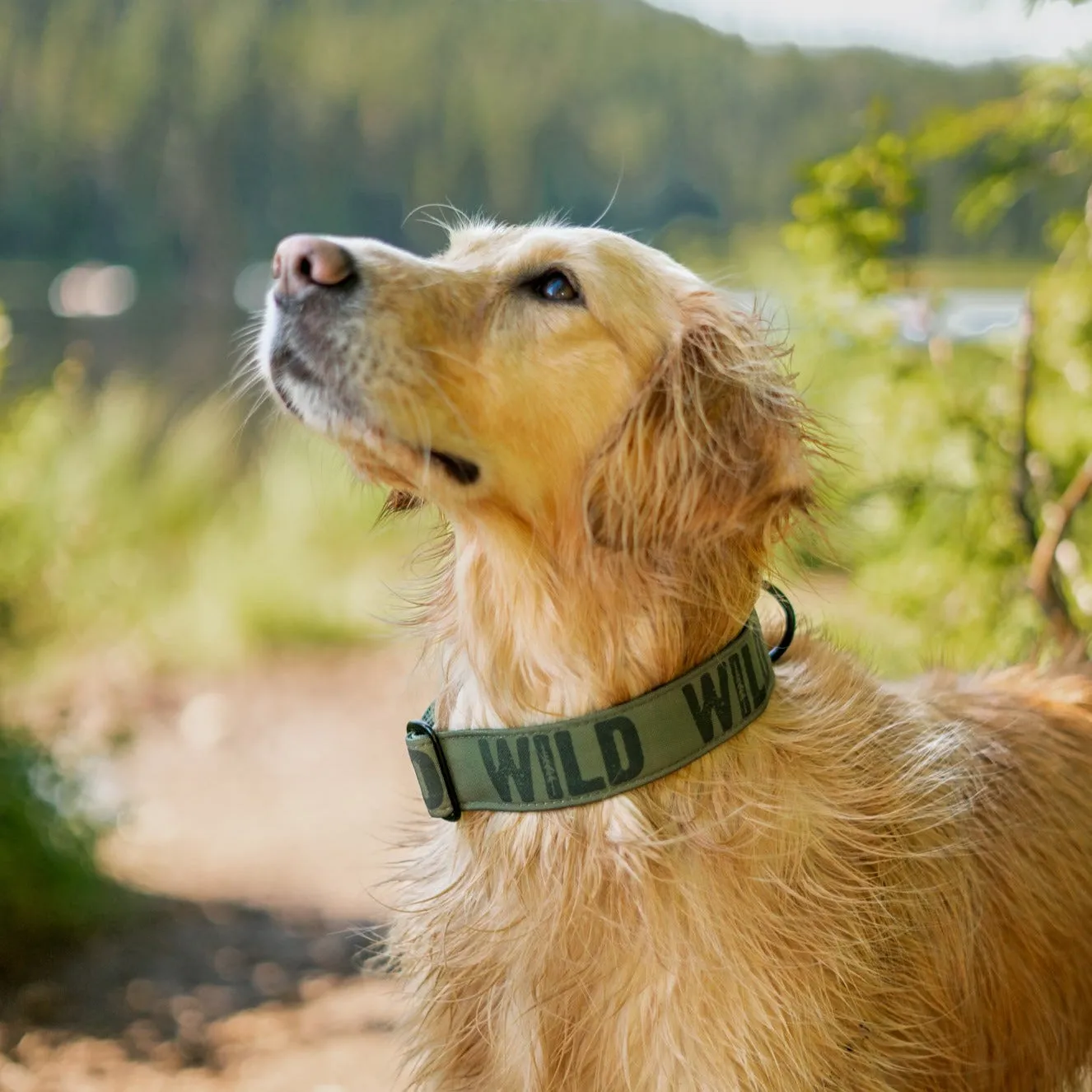 Evergreen Wild Dog Collar
