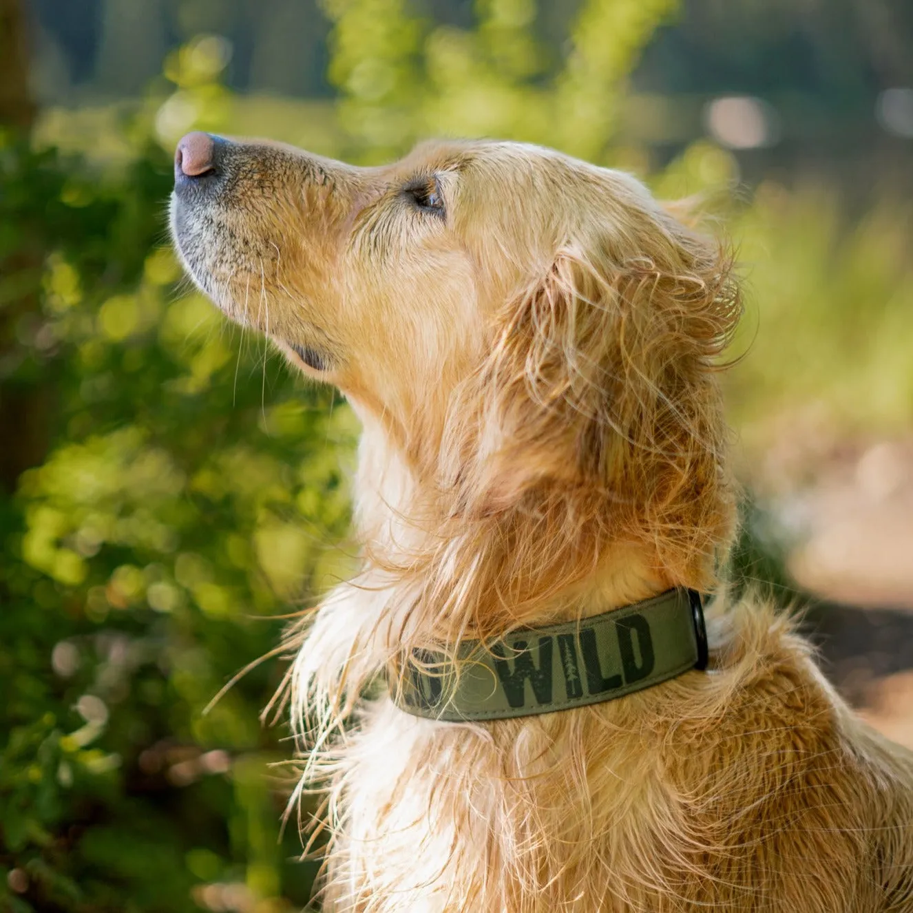 Evergreen Wild Dog Collar