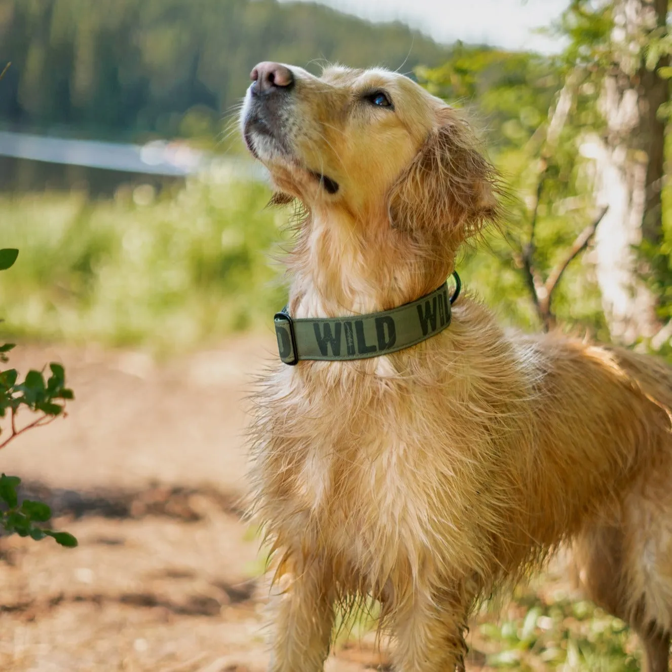 Evergreen Wild Dog Collar