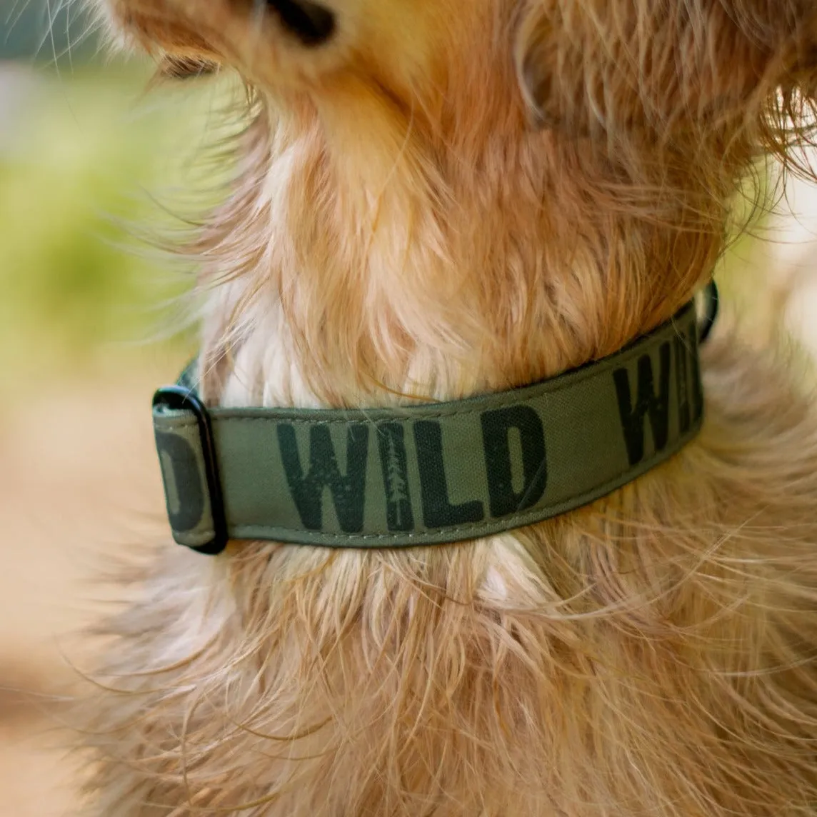 Evergreen Wild Dog Collar
