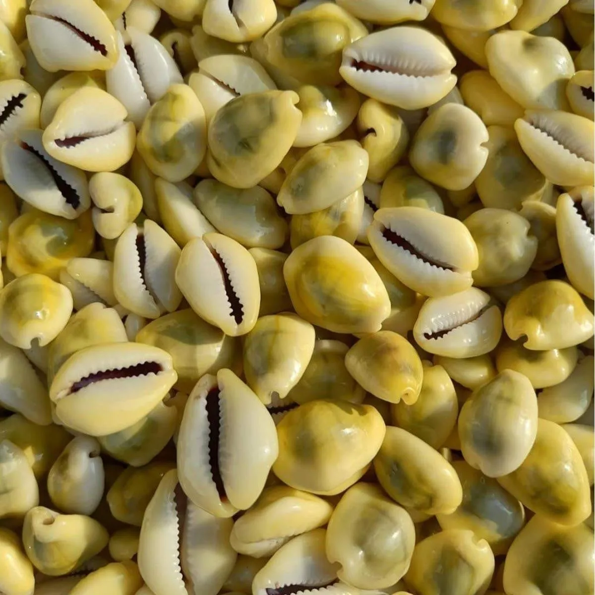 Natural Original Yellow Kawdi for Laxmi Pooja