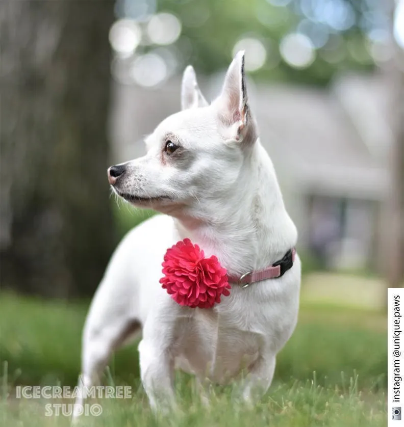 PomPom Orange Bloom Collar Slide On - Small Flower Collar Accessory